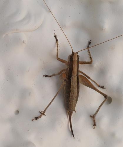 Yersinella raymondii